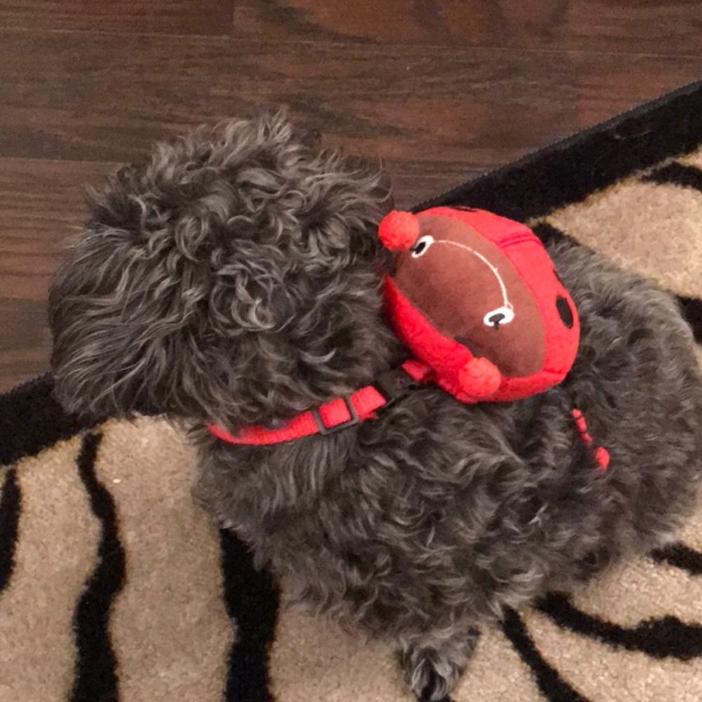 NEW Doggy ladybug harness backpack  - Picture 7 of 8